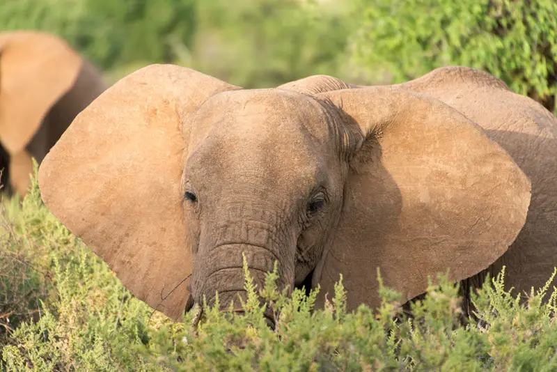 Samburu_Elefanten5.jpg