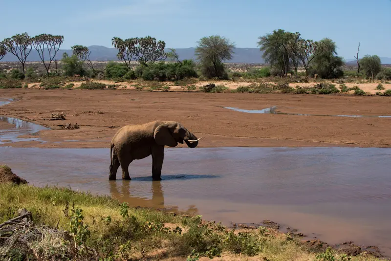 Samburu_Elefanten9.jpg