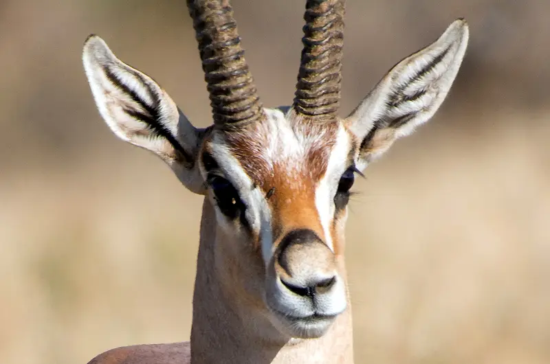Samburu_Gazelle_1.jpg