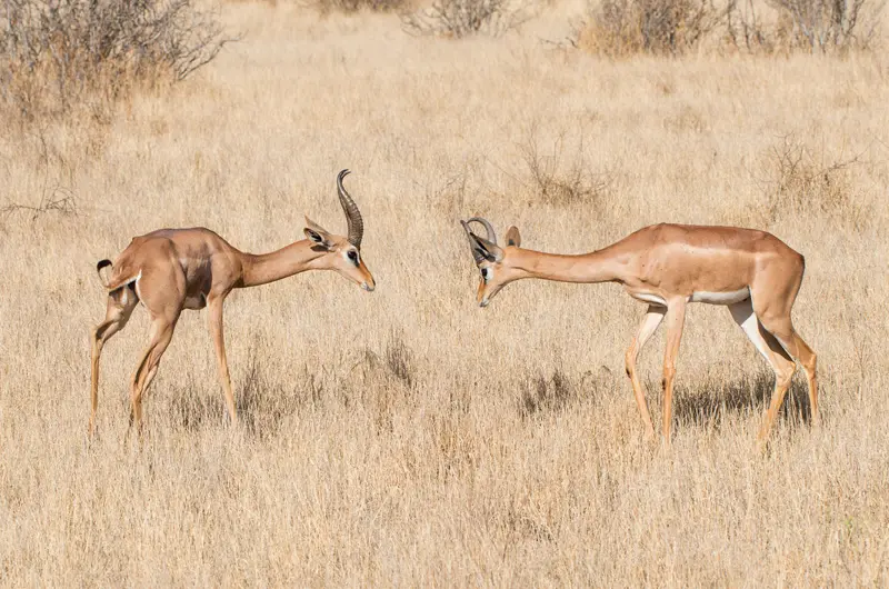 Samburu_Gerenuk_1.jpg