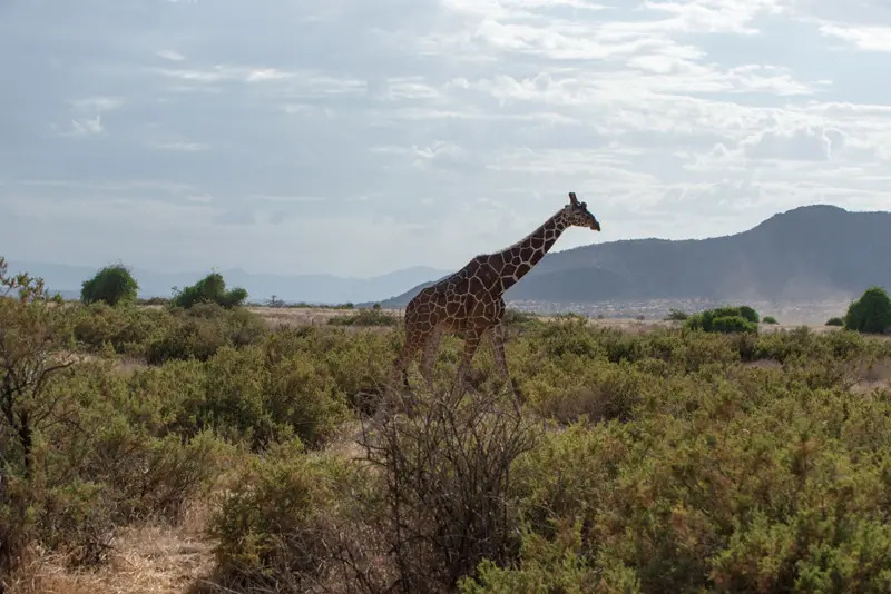Samburu_Giraffe2.jpg