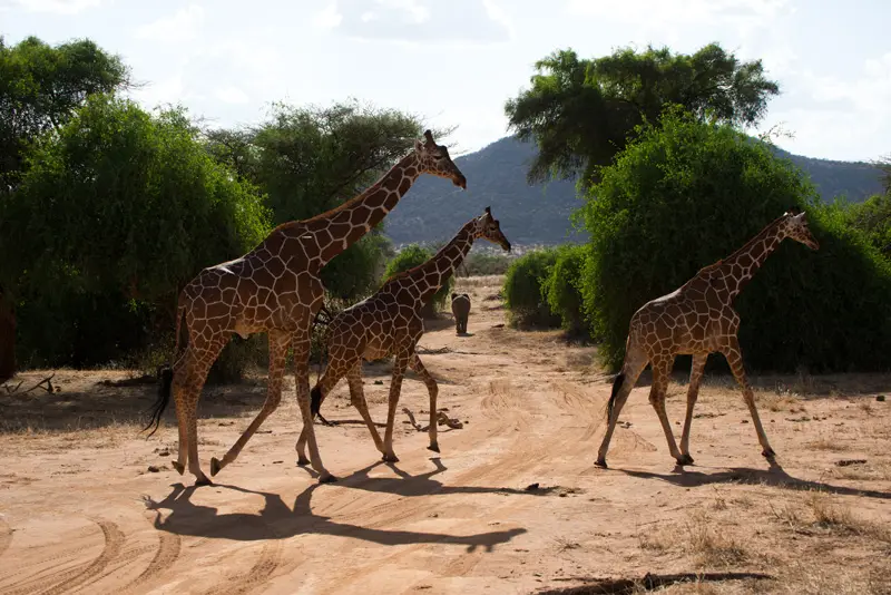 Samburu_Giraffe6.jpg