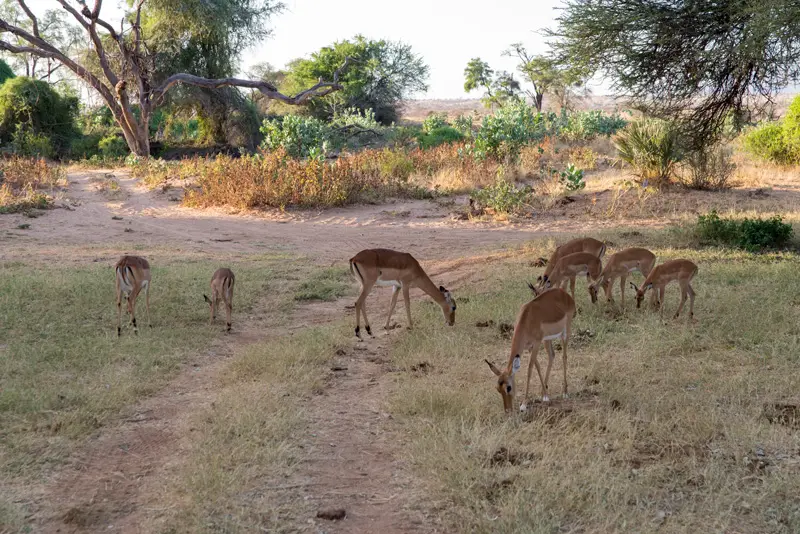 Samburu_Impala.jpg