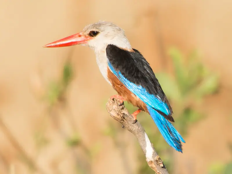 Samburu_Kingfisher.jpg