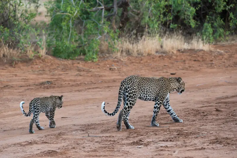 Samburu_Leopard13.jpg