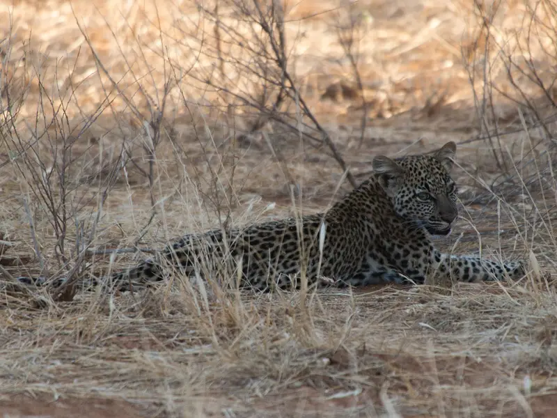 Samburu_Leopard17.jpg