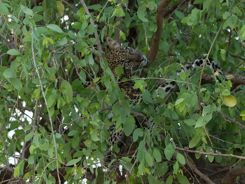 Samburu_Leopard18.jpg