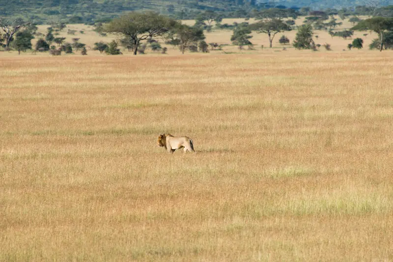 Serengeti_Ballonfahrt10.jpg