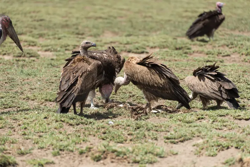 Serengeti_Geier1.jpg