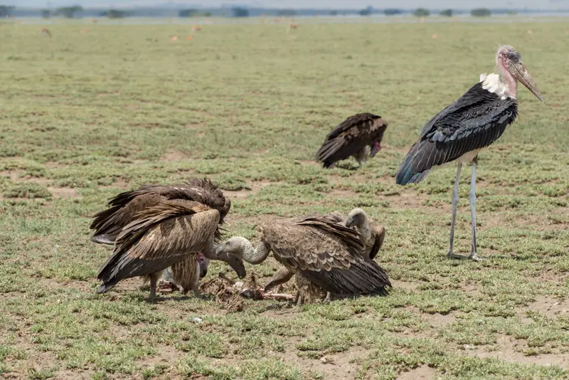 Serengeti_Geier4.jpg