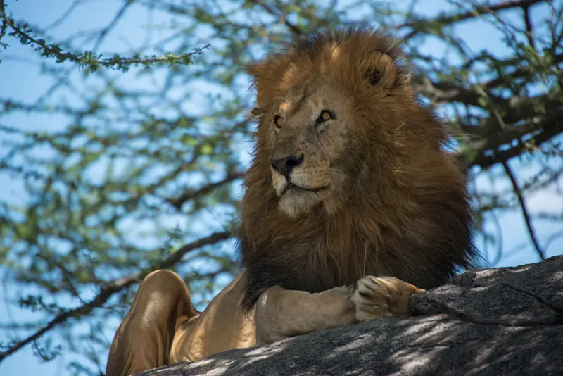 Serengeti_Lwen43.jpg