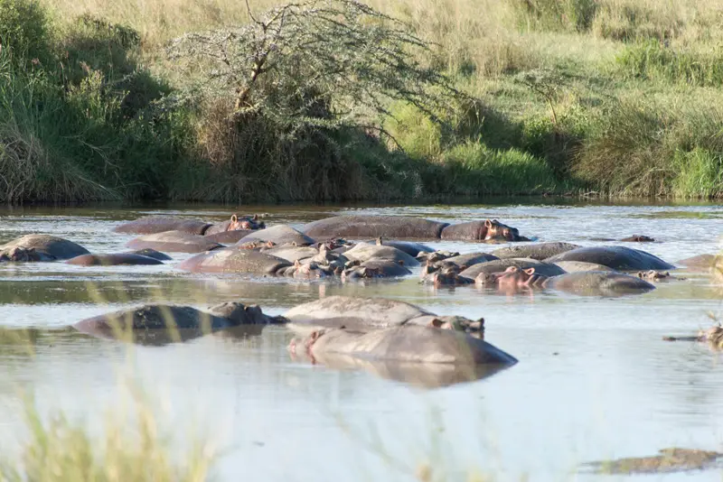Serengeti_Nilpferd8.jpg