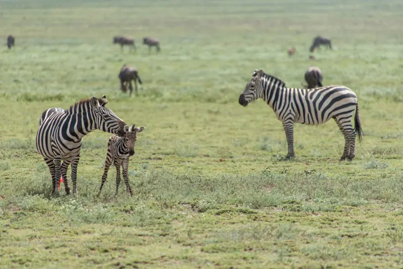 Serengeti_Zebra8.jpg