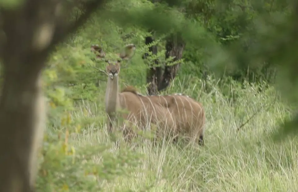 IMG_3204_cut_Kudu.jpg