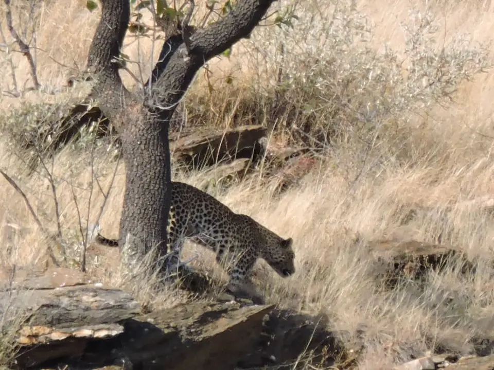 15092021_namibia-leopardWindhoek_contributed.jpeg