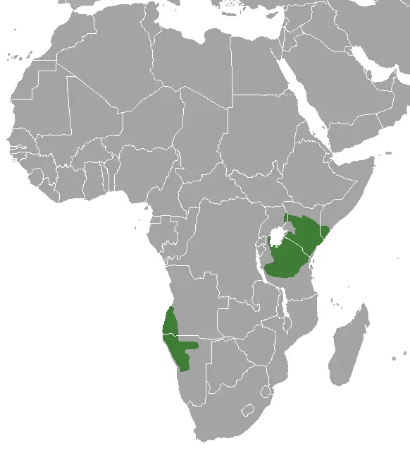 Madoqua_kirkii_map.png