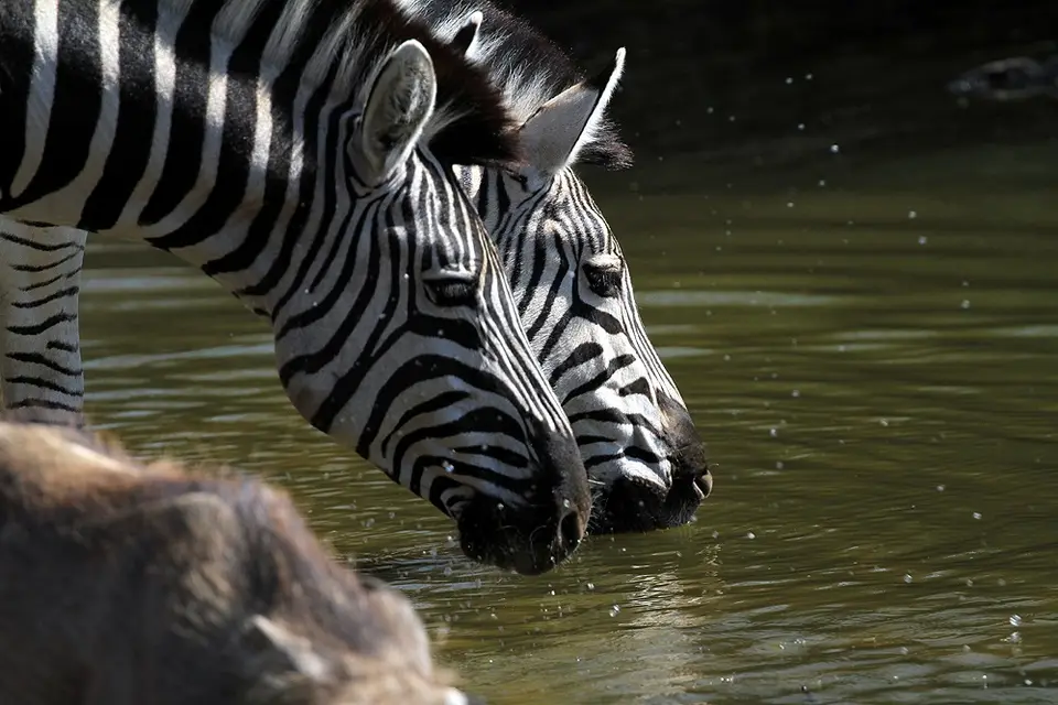 09_16_05_Zebras.JPG