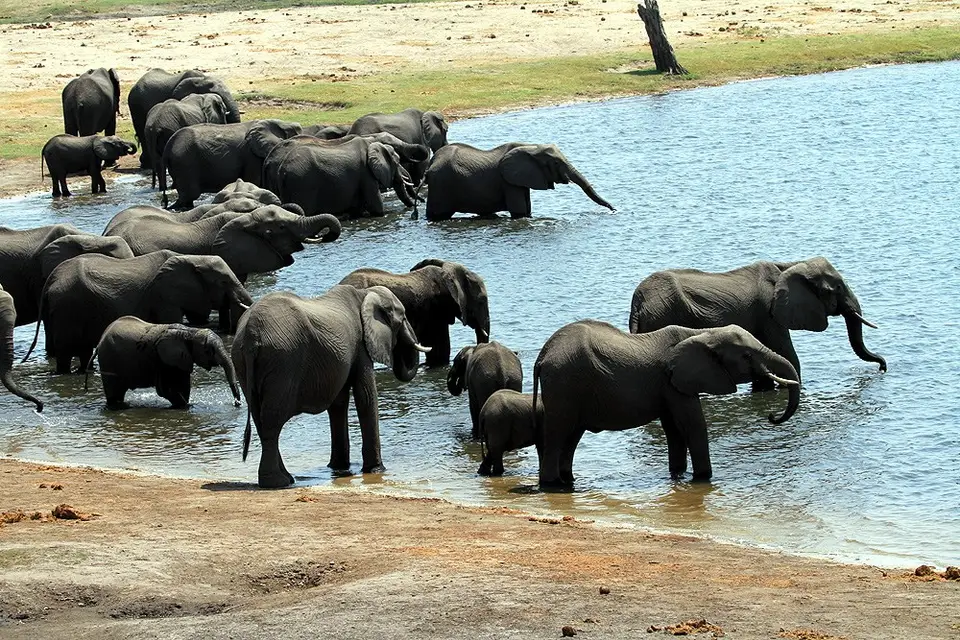 09_17_07_ElefantenChobe.JPG