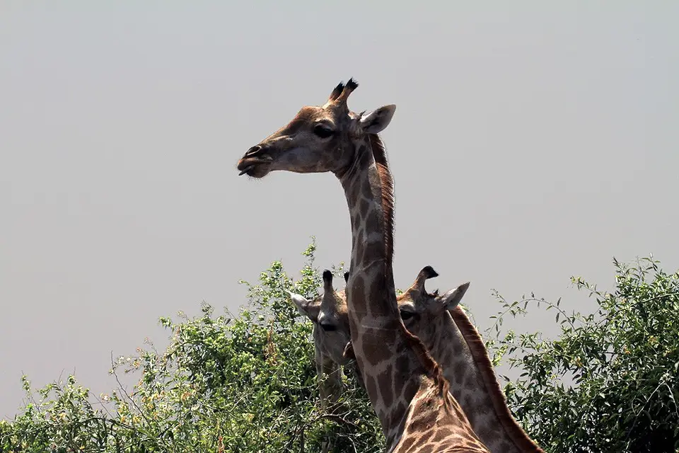 09_17_08_GiraffenChobe.JPG