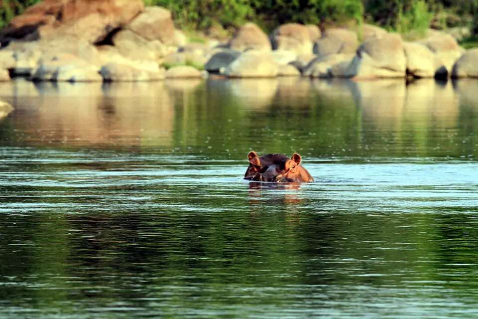 09_22_15_KafueHippo_0676.JPG