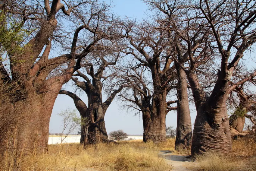 BainesBaobabs4.JPG
