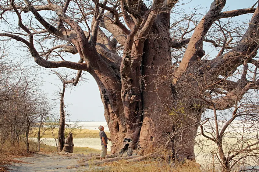BainesBaobabs5.JPG