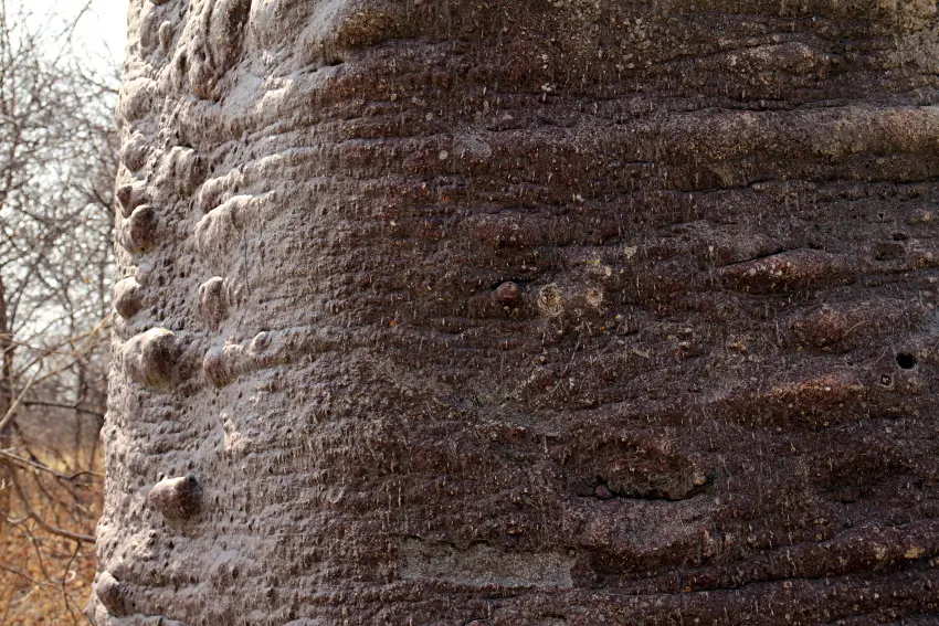 BainesBaobabs8.JPG