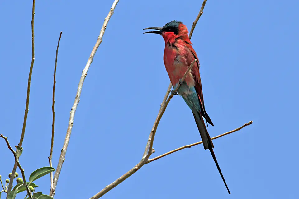 Chobe_Karmin_IMG_0649.jpg