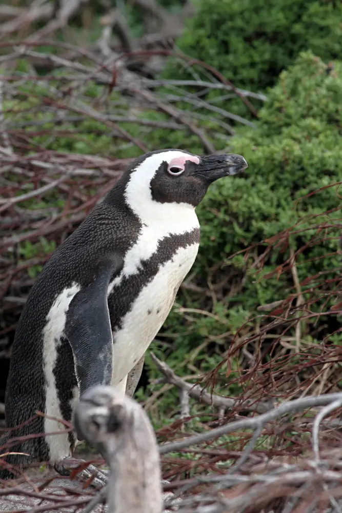 DPP_0036_PinguinHoch.JPG