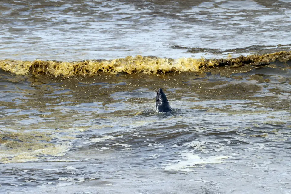 DPP_0047_Seelöwe.JPG