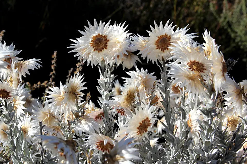 DPP_0106_Strohblumen-2.JPG