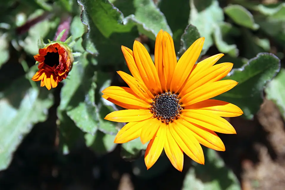 DPP_0107_Gerbera.JPG