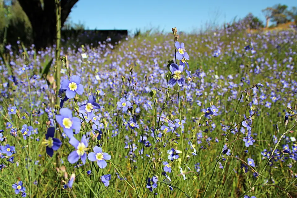 DPP_0114_BlauerFlachs.JPG