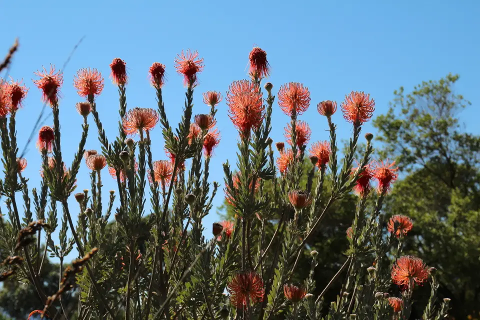 DPP_0117_RaketenProtea.JPG