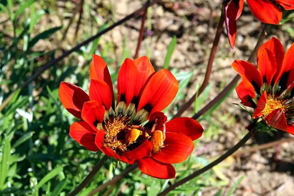 DPP_0118_Käferblume.JPG