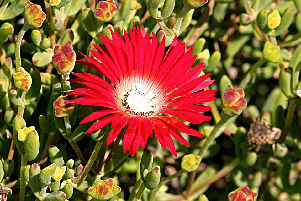 DPP_0125_DrosanthenumspeciosumTaublume.JPG