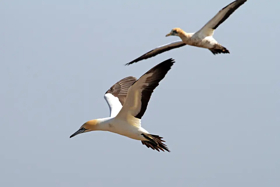 DPP_0147_TölpelFlug4.JPG