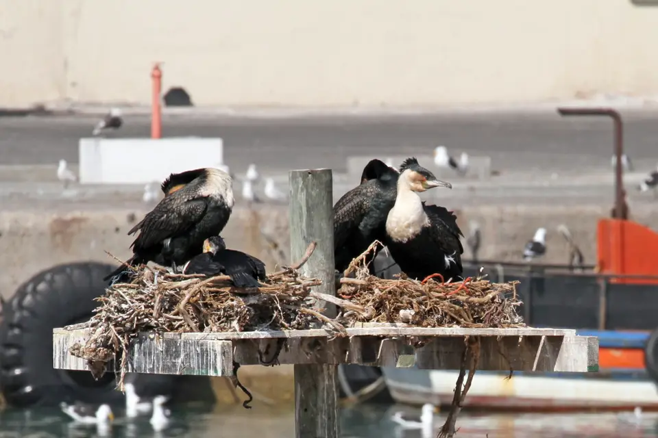 DPP_0152_WeißbrustKormoran.JPG