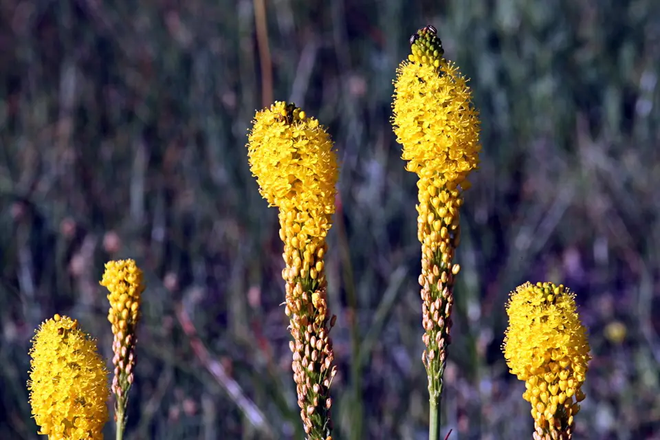 DPP_0164_BulbinellaOderKatstert.JPG