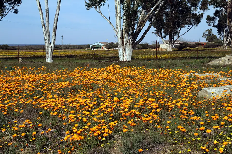 DPP_0166_Blumenwiese.JPG