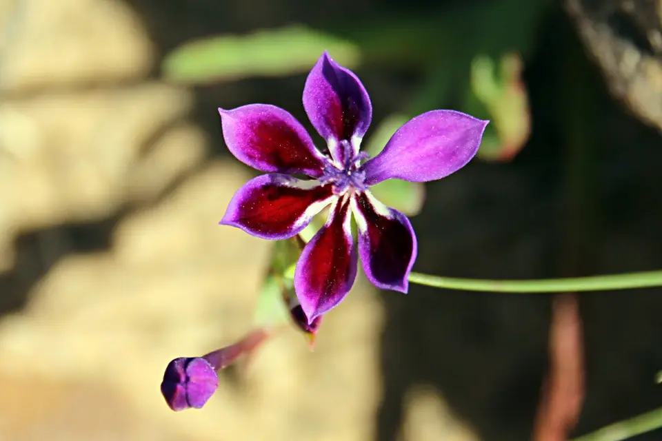 DPP_0177_Springbockblume.JPG