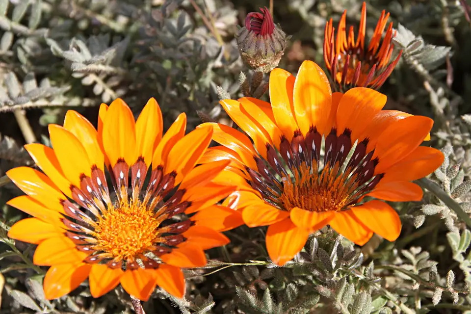 DPP_0202_MeersenfblättrogeBärenblume.JPG