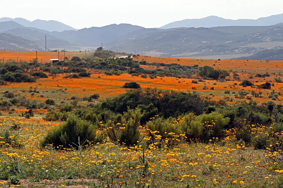 DPP_0204_LandschaftOrange.JPG