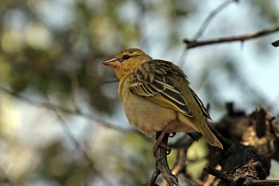 DPP_0234_MaskenweberW.JPG