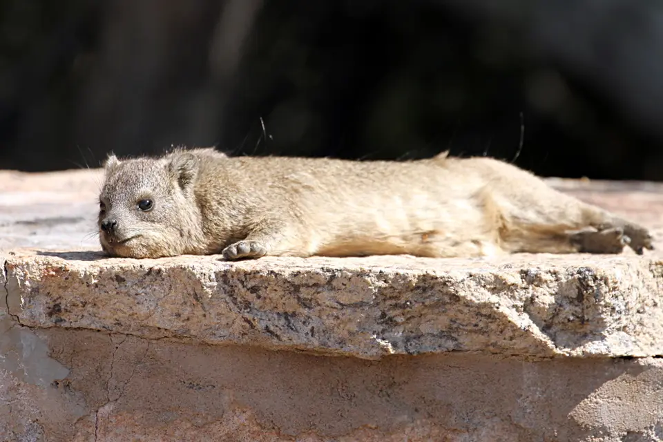 DPP_0236_DassieChillt.JPG