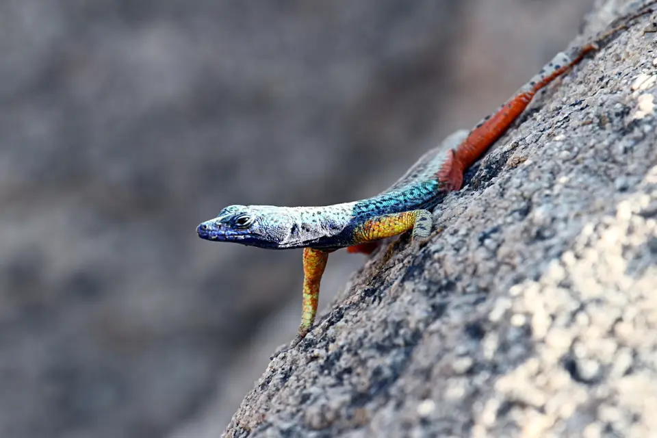 DPP_0241_AugrabiesFlatLizzard.JPG