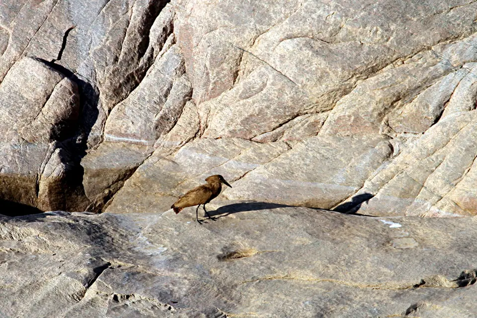 DPP_0243_Hammerkopf.JPG