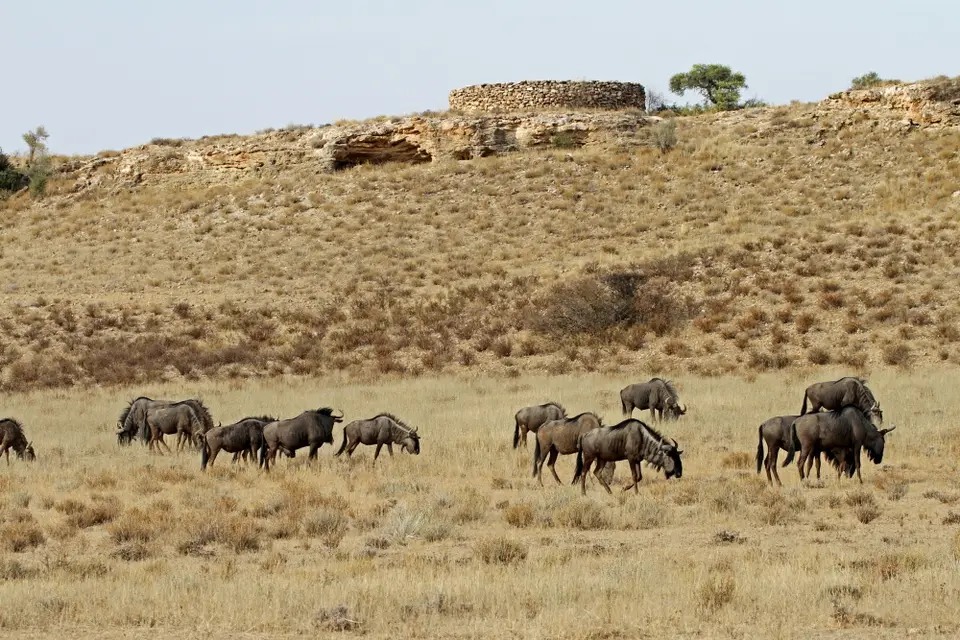 DPP_0270_Gnus.JPG