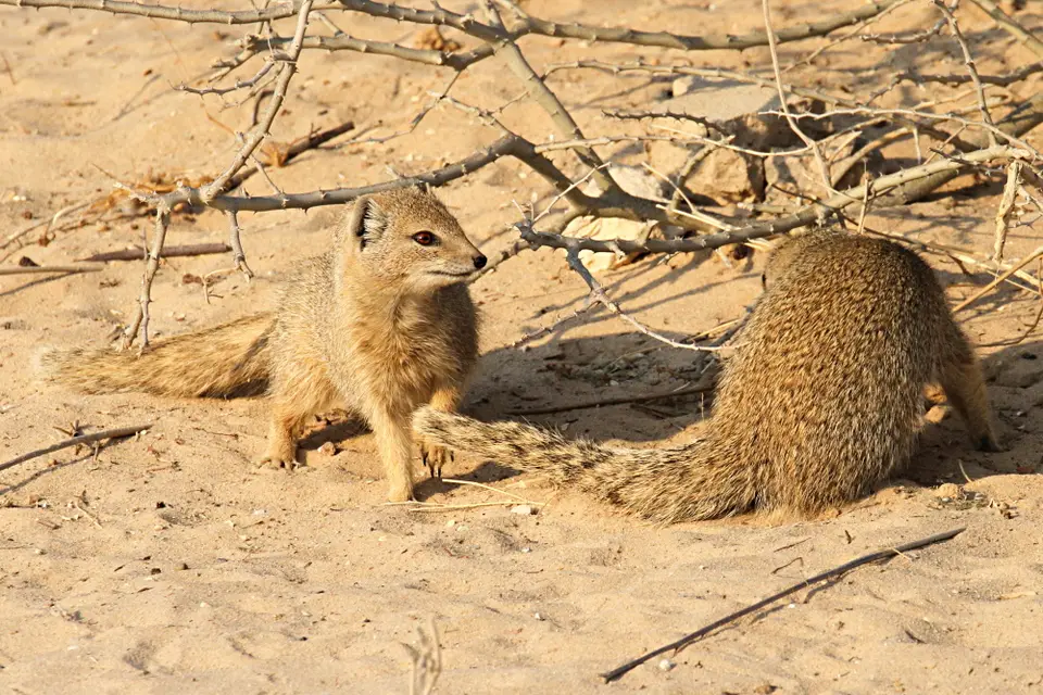 DPP_0302_Fuchsmangusten1.JPG