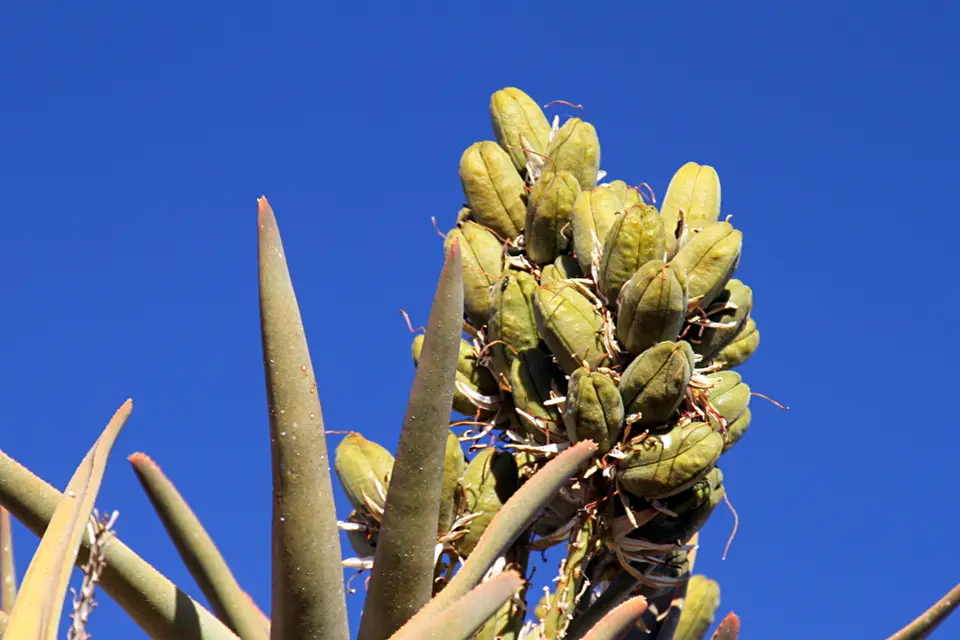 DPP_0346_Köcherbaum_Früchte.JPG